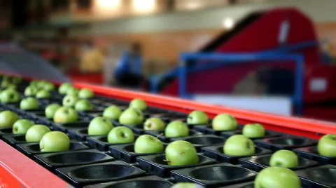 Sorting apples 스톡 동영상 802937