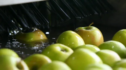 Sorting apples Stock Footage 805989