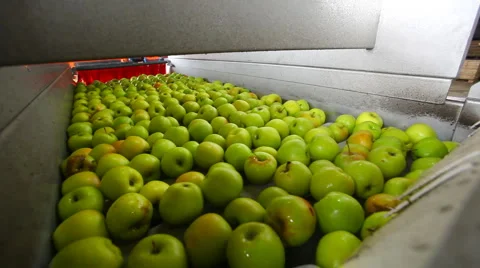 Sorting apples Stock Footage 880702