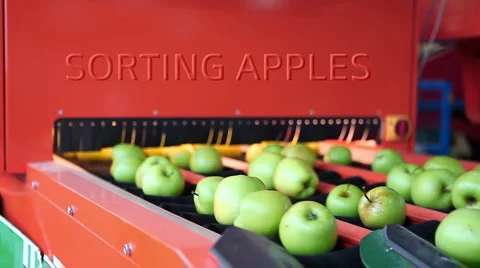 Sorting apples Stock Footage 898788