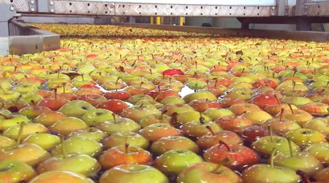 Sorting apples Stock Footage 46749894