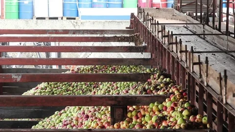 Sorting apples in the production of apple juice Stock Footage 75257168