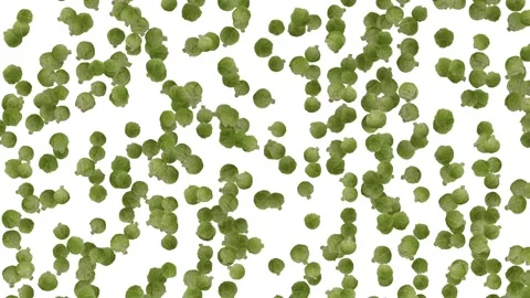 Sorting Brussels sprouts. Small green heads of cabbage scurry back and forth on Stock Footage 148287306