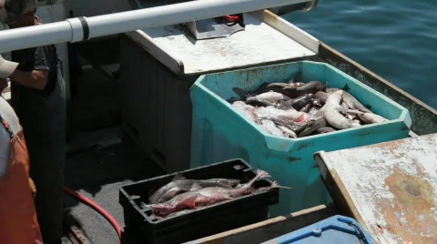 Sorting catch on deck Stock Footage 829672