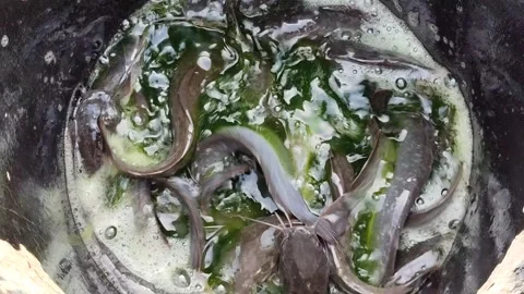 Sorting Catfish in Aquaculture Farm Stock Footage 321727267