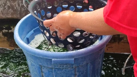 Sorting Catfish in Aquaculture Farm Stock Footage 321727269