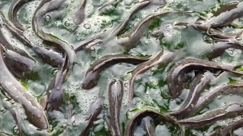 Sorting Catfish in Aquaculture Farm Stock Footage 321727305