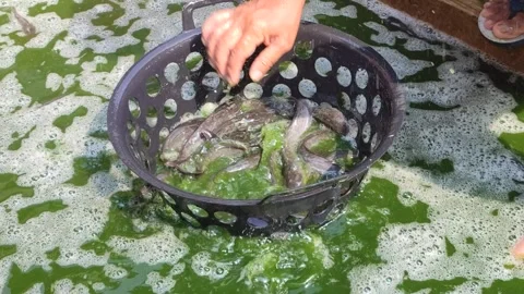 Sorting Catfish in Aquaculture Farm Stock Footage 322083604