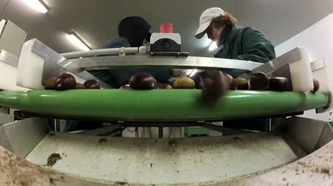 Sorting chestnuts Stock Footage 21427979