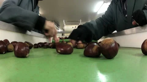 Sorting chestnuts Video stock 21432426