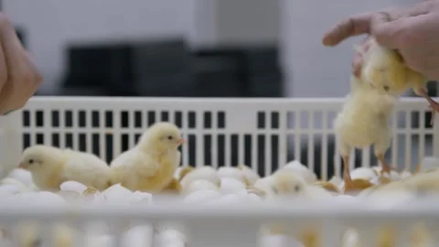 Sorting chicks at a factory Video stock 295125316