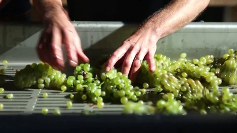 Sorting of cluster raisins Stock Footage 74467318