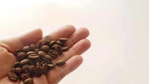 Sorting coffee beans by hand Stock Photos