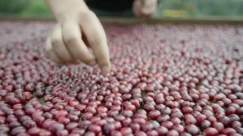Sorting coffee cherries on drying bed Ethiopia Stock Footage 79580426