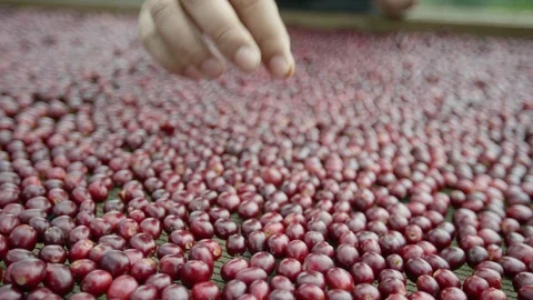 Sorting coffee cherries on drying bed Ethiopia Stock Footage 79580505