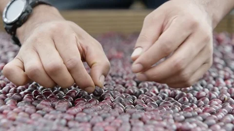 Sorting coffee cherries on drying bed Ethiopia Stock Footage 79581955