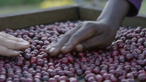 Sorting coffee cherries on a drying bed Stock Footage 79603252