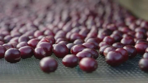 Sorting coffee cherries Stock Footage 79572023