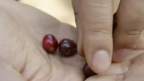 Sorting coffee cherries in hand Stock Footage 79657961