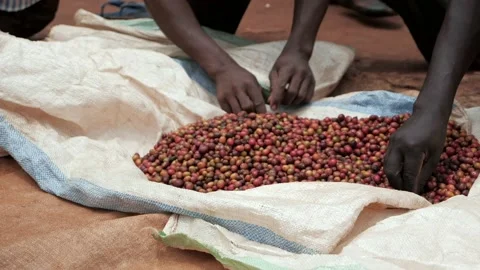 Sorting coffee fruit Stock Footage 232873318