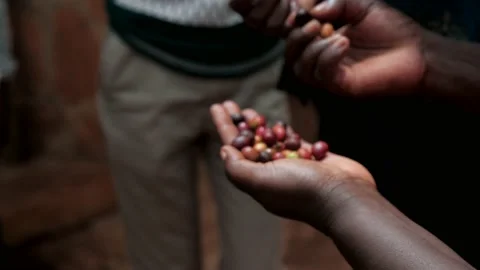Sorting coffee fruit Stock Footage 232873383