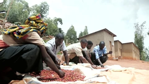 Sorting coffee fruit Stock Footage 232873384