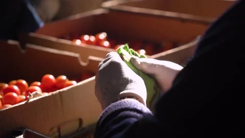 Sorting the collected tomatoes into boxes. agribusiness. close-up Stock Footage 221711177