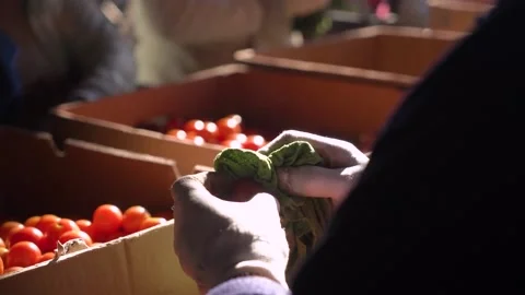 Sorting the collected tomatoes into boxes. agribusiness Stock Footage 221711183