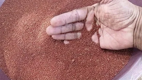 Sorting Cowpeas from Cleaned Millet in Bamboo Basket Stock Footage 340114661