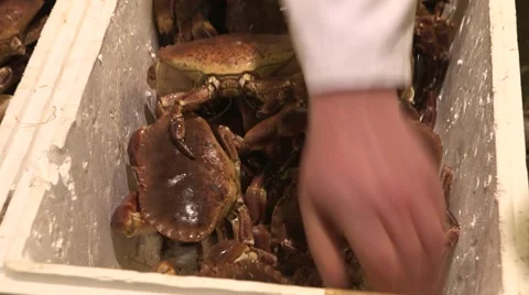 Sorting crabs at a fishmarket Stock Footage 47326950