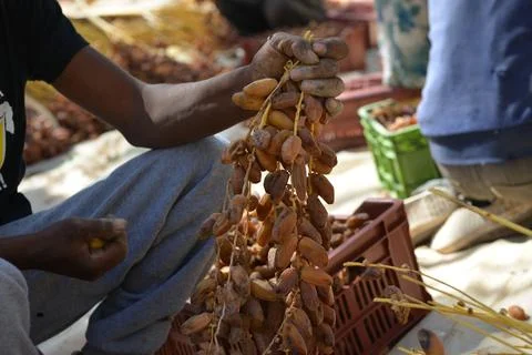 Sorting Dates During Harvest in Tunisia Foto stock