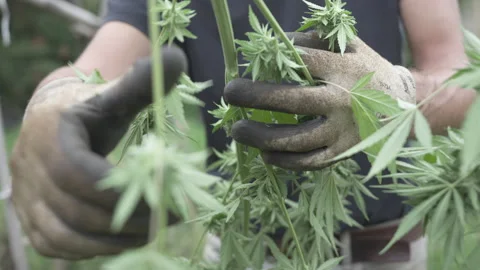 Sorting dried Cannabis outdoors Stock Footage 316178336