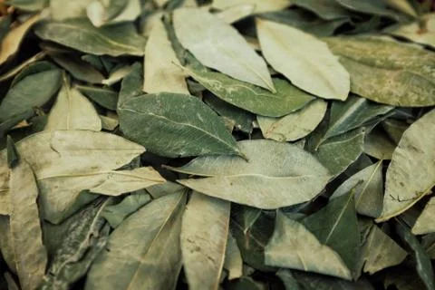 Sorting dried coca leafs in a small woven basket 写真素材