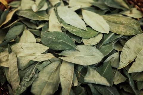 Sorting dried coca leafs in a small woven basket Stock-Fotos
