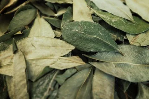 Sorting dried coca leafs in a small woven basket Foto stock