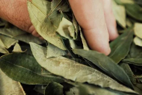 Sorting dried coca leafs in a small woven basket Stock Photos