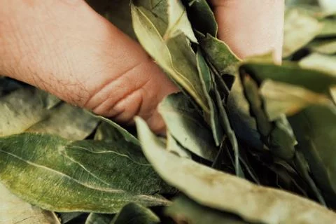 Sorting dried coca leafs in a small woven basket Stock Photos