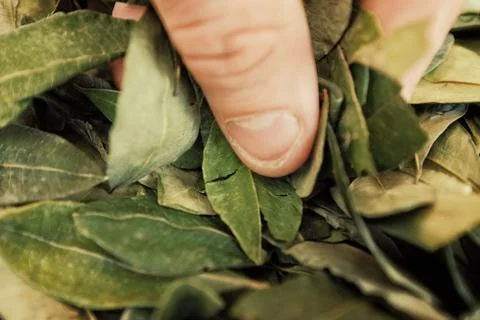Sorting dried coca leafs in a small woven basket Stock Photos
