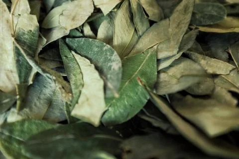 Sorting dried coca leafs in a small woven basket 스톡 사진