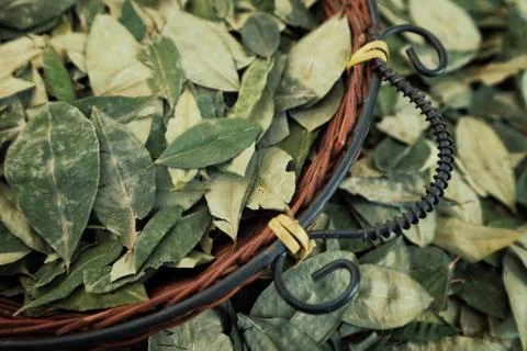 Sorting dried coca leafs in a small woven basket Foto stock
