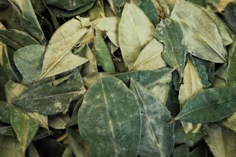 Sorting dried coca leafs in a small woven basket Foto stock