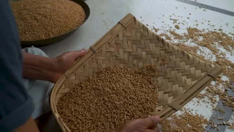 Sorting dried wheat grains on a woven bamboo tray Vídeo Stock 344530835