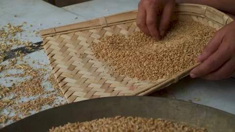 Sorting dried wheat grains on a woven bamboo tray Vídeo Stock 344531070