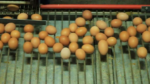 Sorting eggs Stock Footage 952068