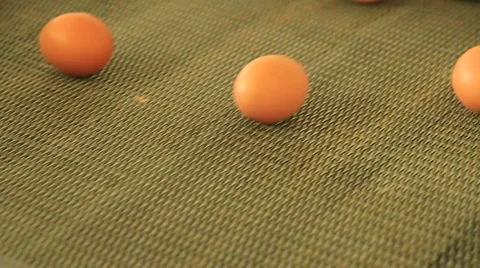 Sorting eggs Stock Footage 952264