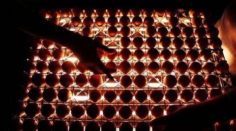 Sorting Eggs in Hutchery Stock Footage 44212699