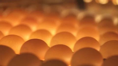 Sorting eggs on a production line Stock Footage 140641023