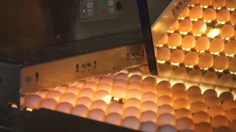 Sorting eggs on a production line Stock Footage 140641034