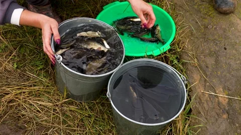 Sorting fish between buckets outdoors. 스톡 동영상 341790484