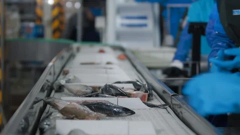 Sorting Fish at the fish factory, Fish Farm factory. Cleaning sea fishes with Stock Footage 121028086
